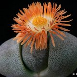 Pleiospilos nelii PR   ÉPUISÉ - OUT of STOCK - AGOTADO